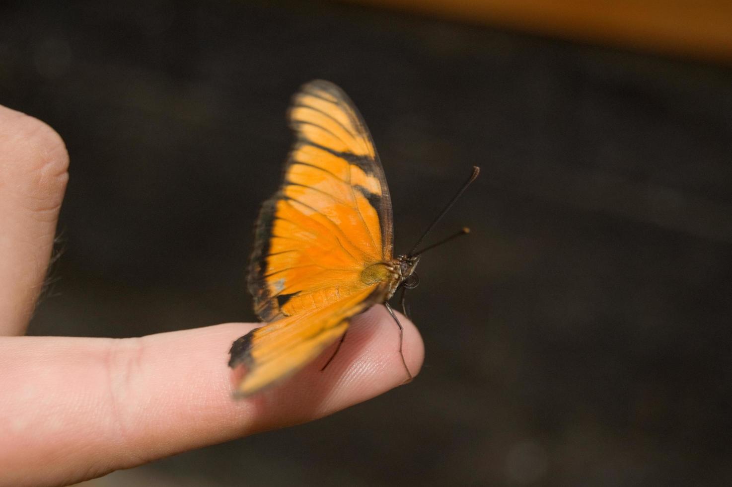 primer plano de una mariposa naranja en un dedo humano. costa rica tiene muchos criaderos de mariposas que se pueden visitar. foto