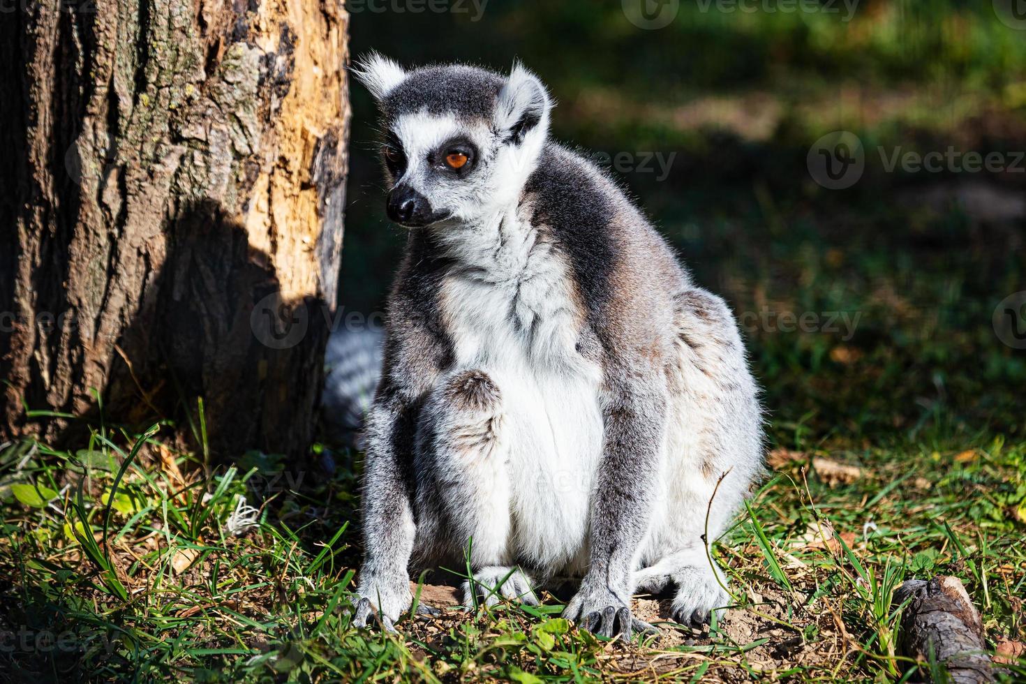 Ring-tailed lemur monkey. Mammal and mammals. Land world and fauna. Wildlife and zoology. photo