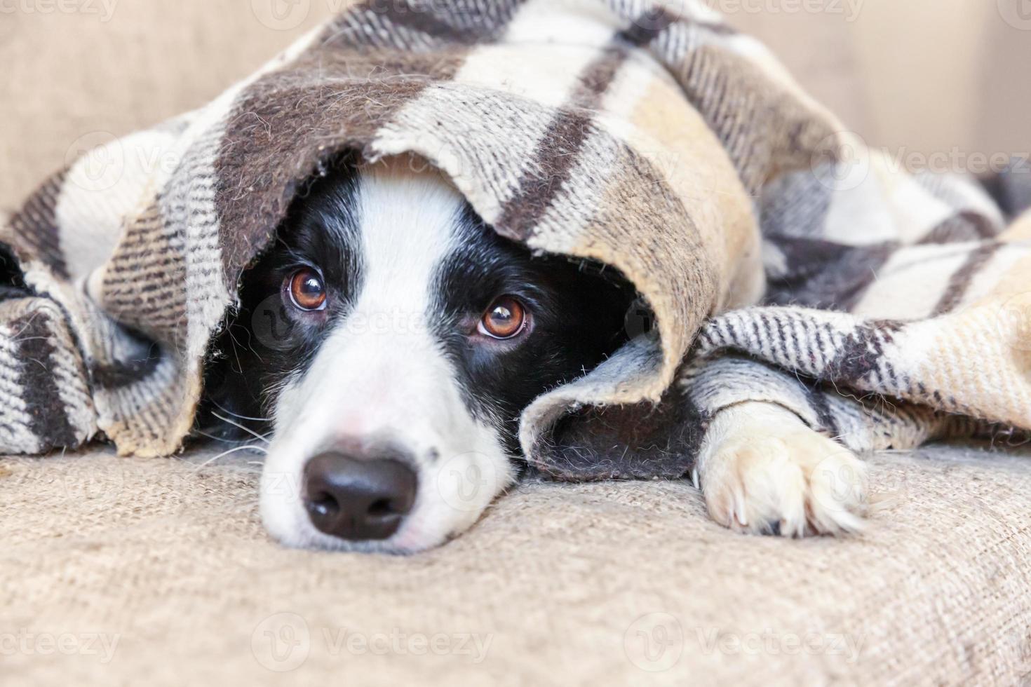 Stay home. Funny portrait of puppy dog border collie lying on couch under plaid indoors. New lovely member of family little dog at home warming under blanket. Pet care animal life quarantine concept. photo
