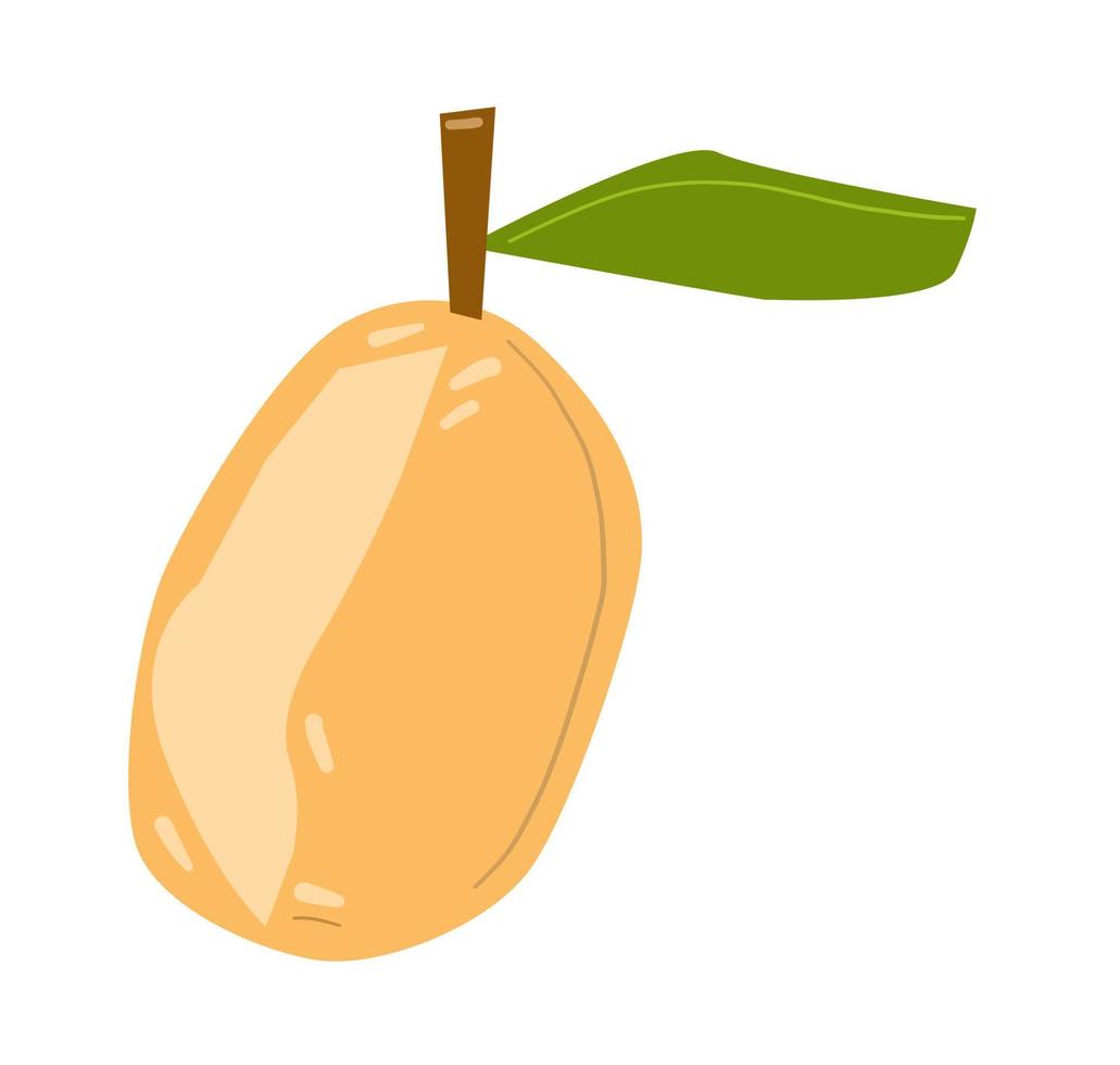 Hand drawn apricot vector