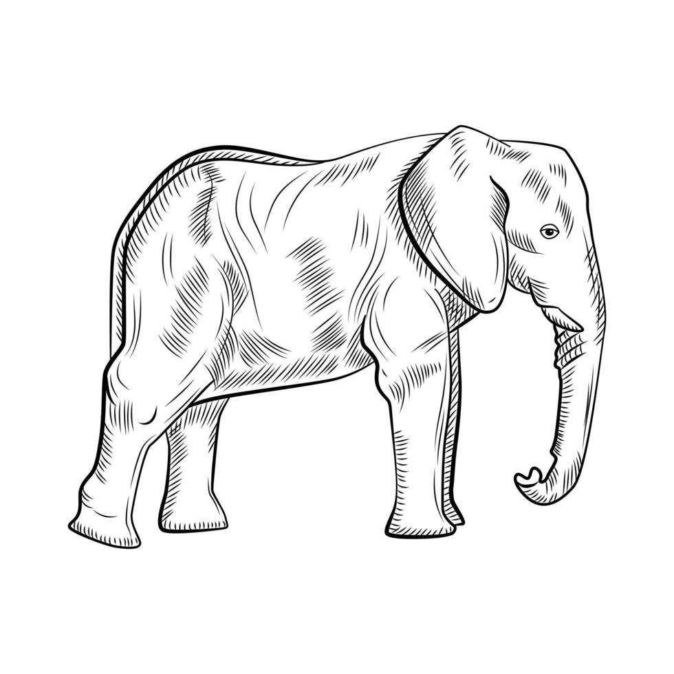 Elephant isolated on white background. Sketch graphic big animal savanna in engraving style. vector
