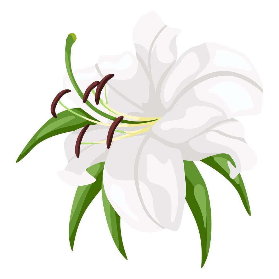 White lily isolated on white background. Beautiful wedding flower. vector