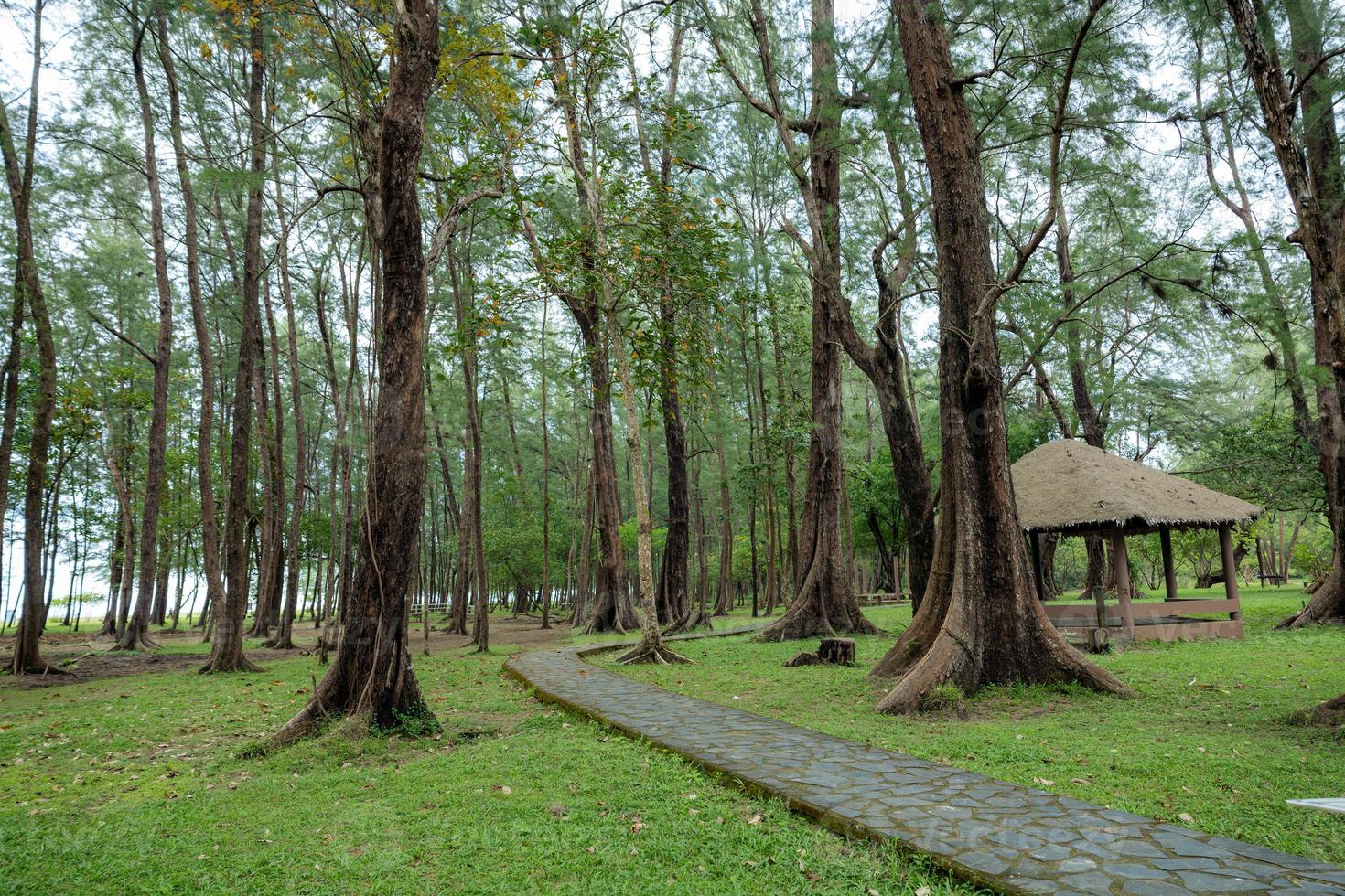 Pine forest in Laem Son national park, Ranong, Thailand photo