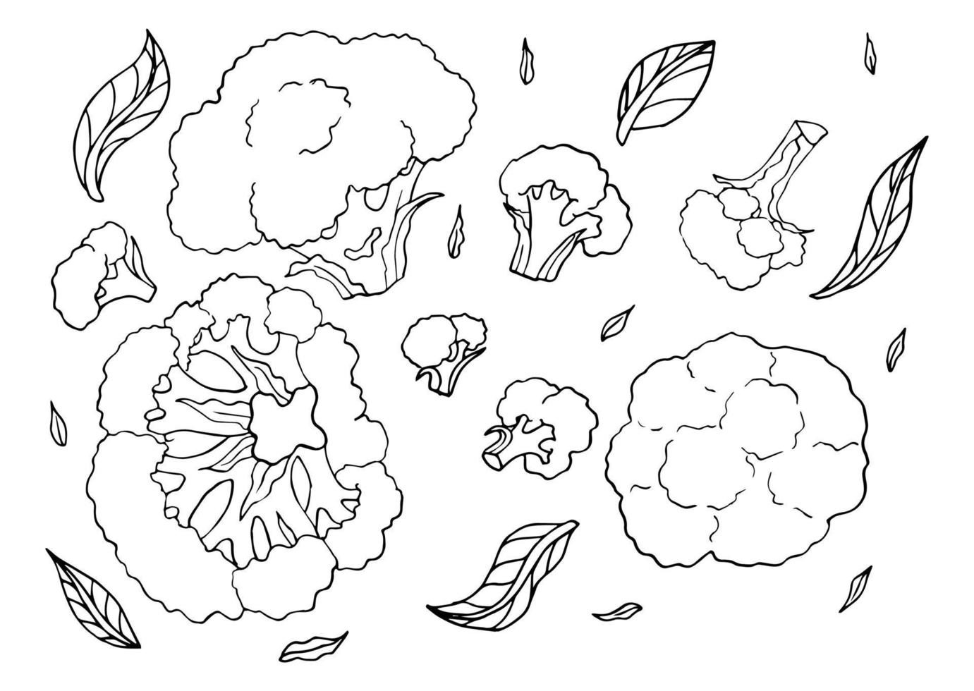 Broccoli edible cabbage vegetarian food vector