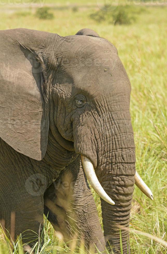 Closeup of an African Elephant Head photo