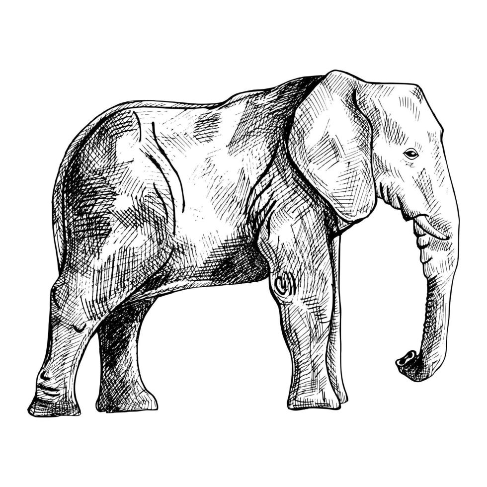 Elephant isolated on white background. Sketch graphic big animal savanna in engraving style. vector