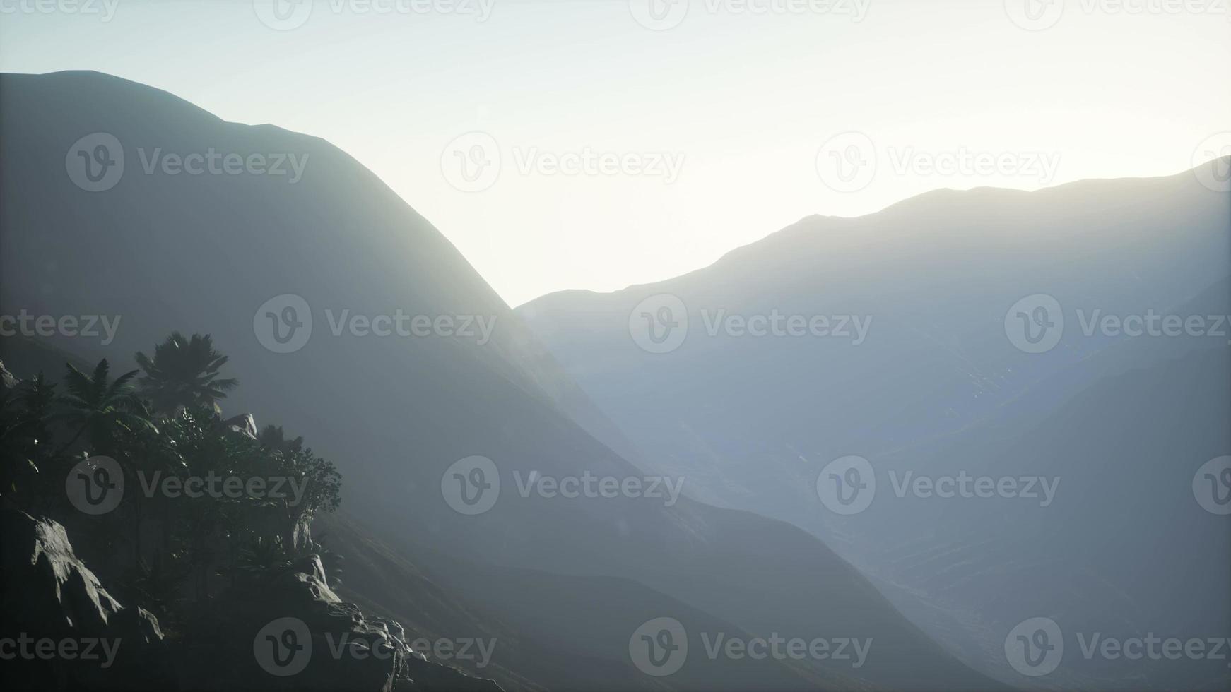 Sunset Beams through Palm Trees photo