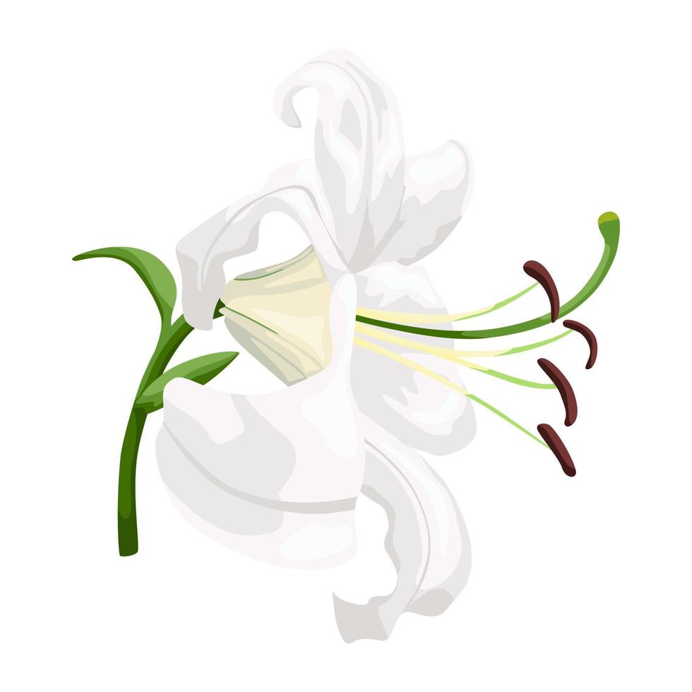 White lily isolated on white background. Beautiful wedding flower. vector