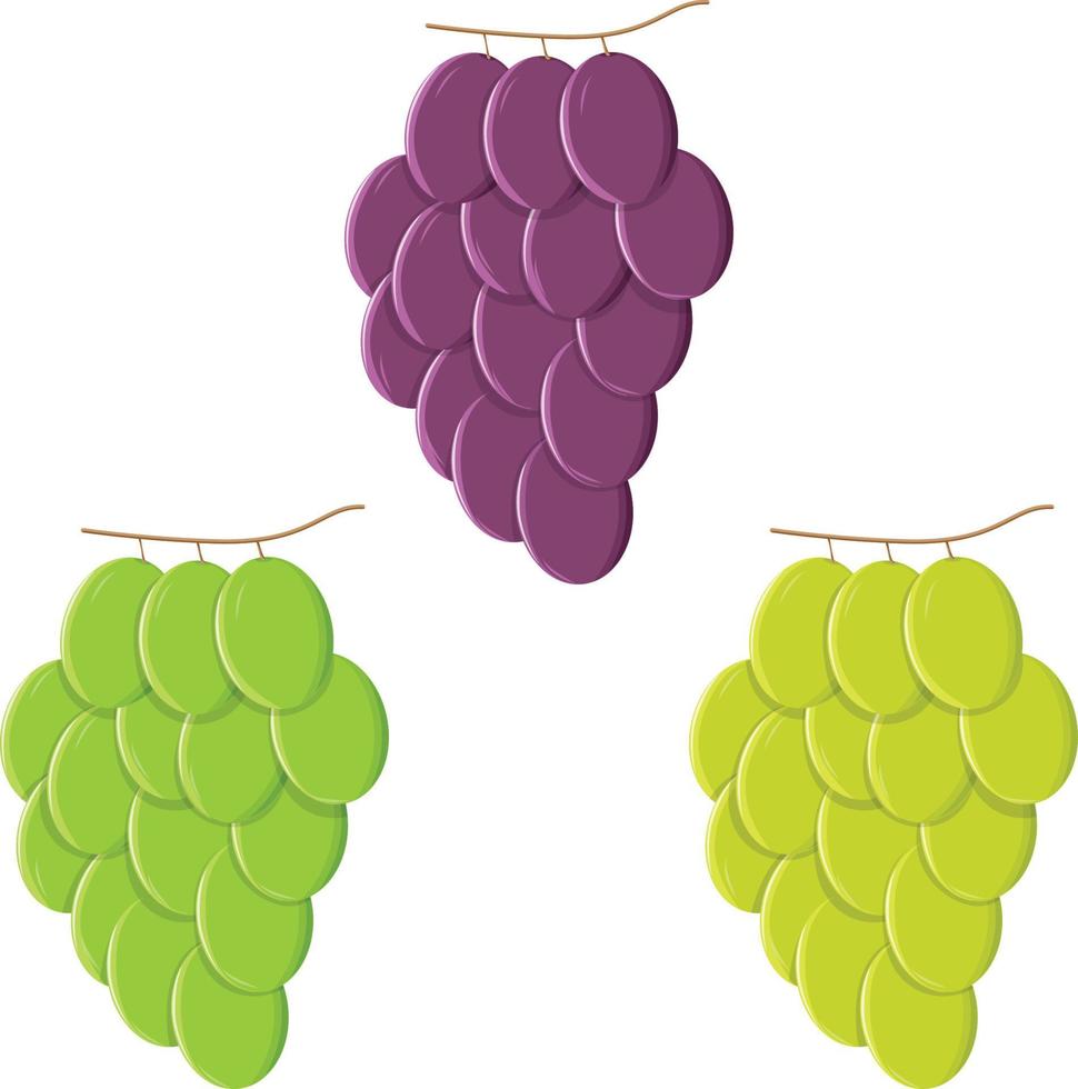 Grapes in three variation isolated vector