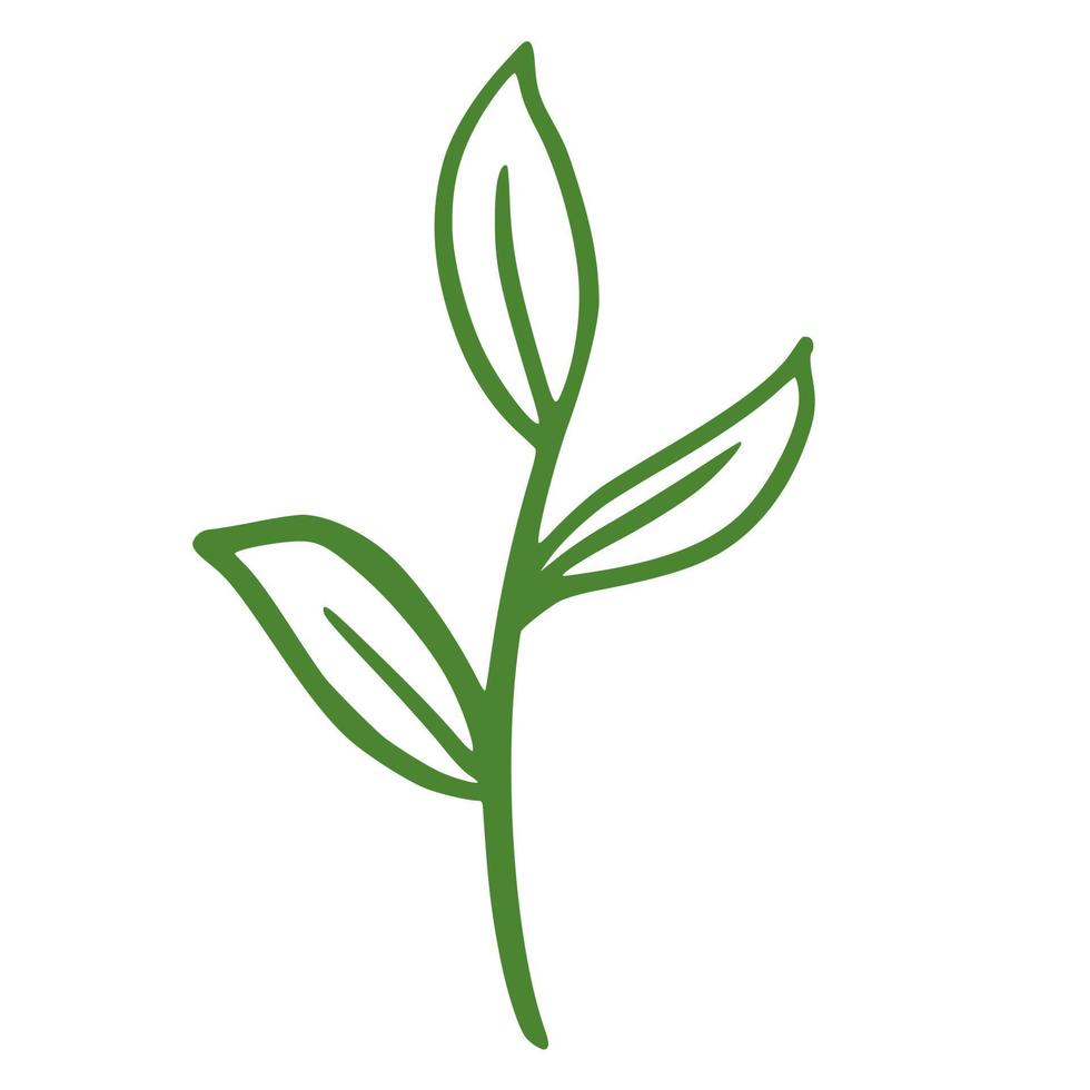 Hand drawn branch with leaves vector