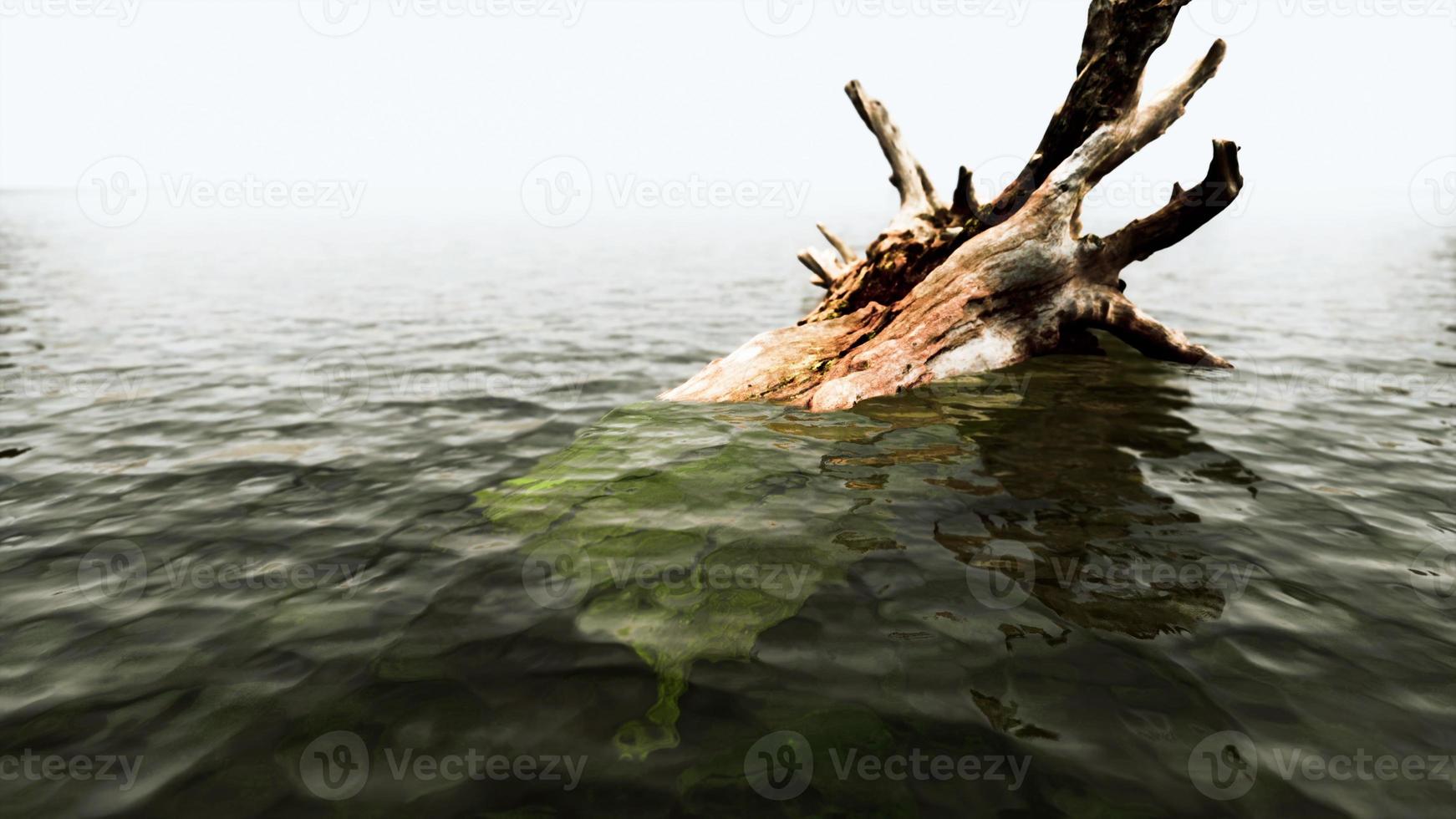 ramas de árboles muertos en el agua con niebla foto
