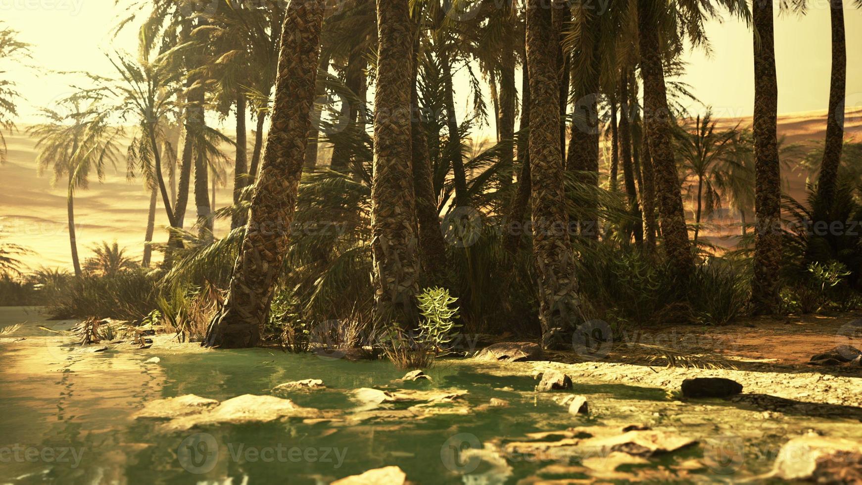 Pond and palm trees in desert oasis photo