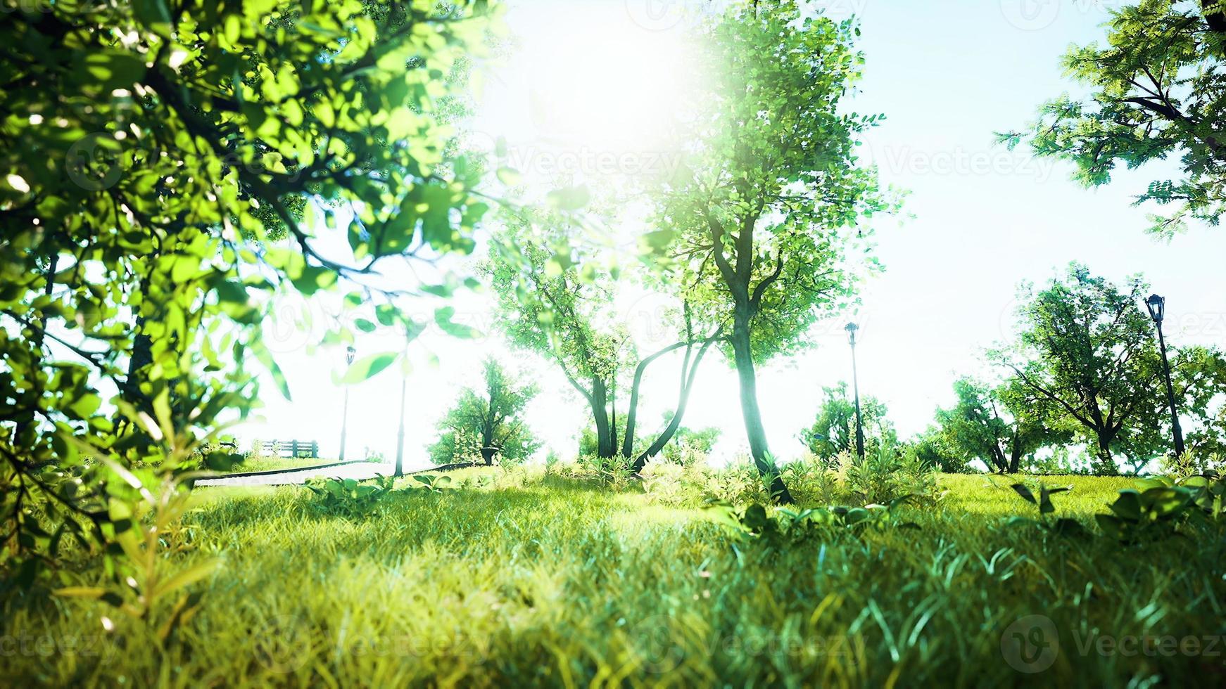 Landscape lawn in a park with trees and fresh grass photo