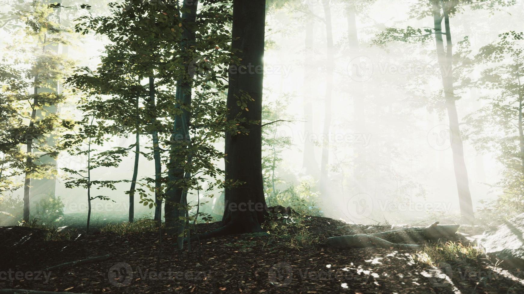 luz del sol en el bosque de niebla de hadas foto