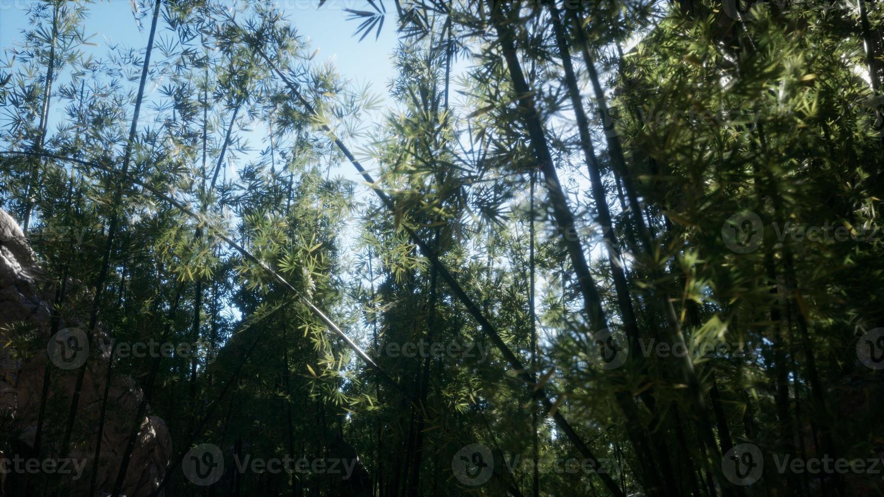 paisaje de árboles de bambú en la selva tropical, malasia foto