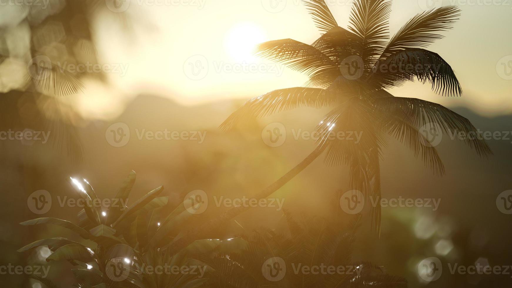 View of the Palm Trees in Fog photo