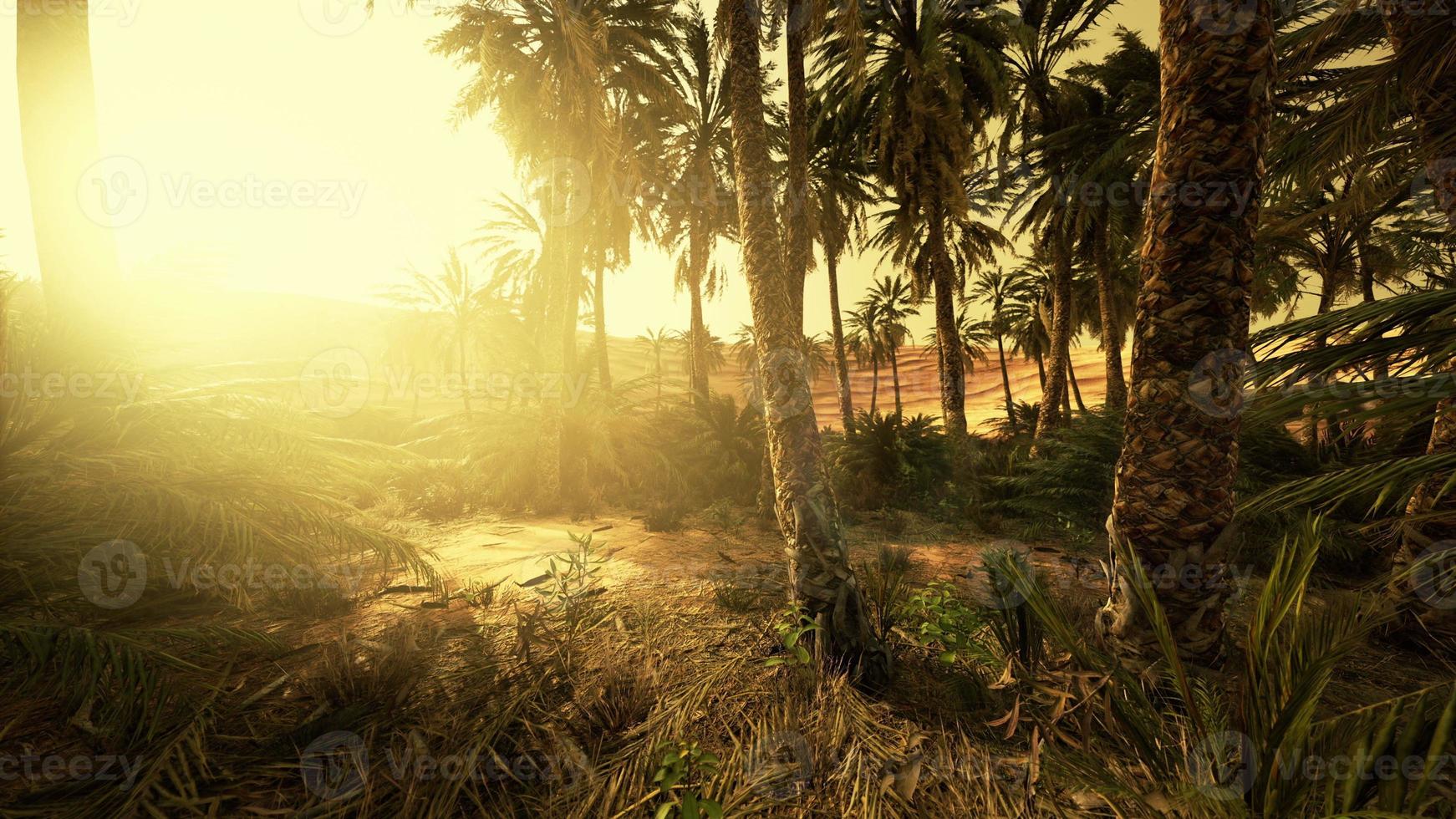 sunset in the desert above the oasis with palm trees and sand dunes photo