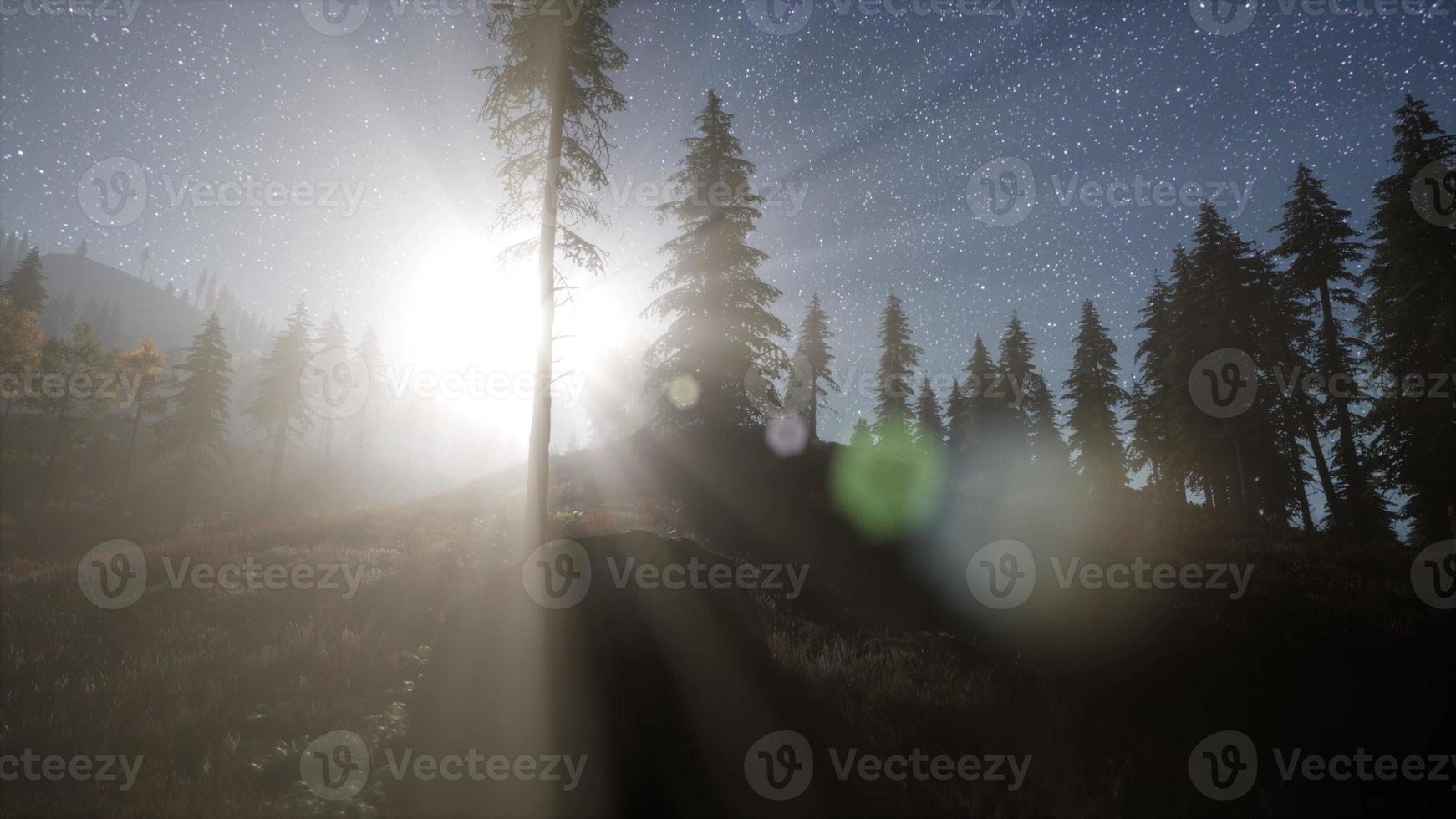 Milky Way stars with moonlight above pine trees forest photo