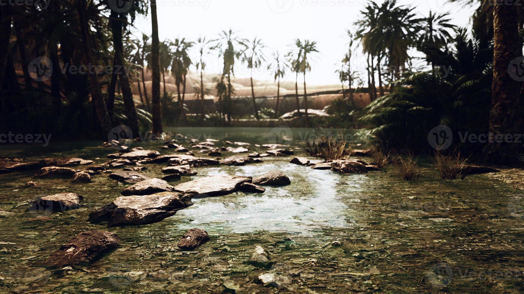 oasis in the middle of the desert with a lot of trees photo