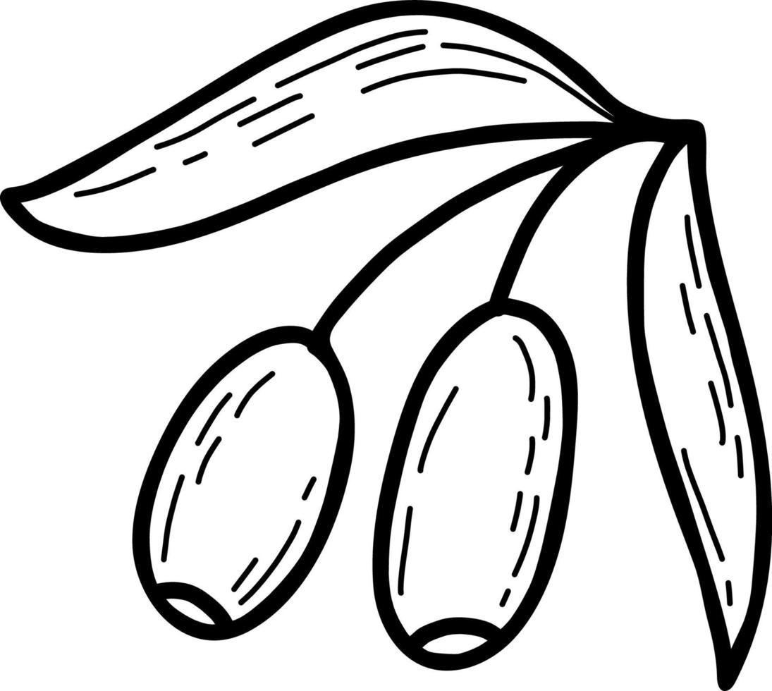 Olivos. planta. ilustración vectorial dibujo lineal a mano vector