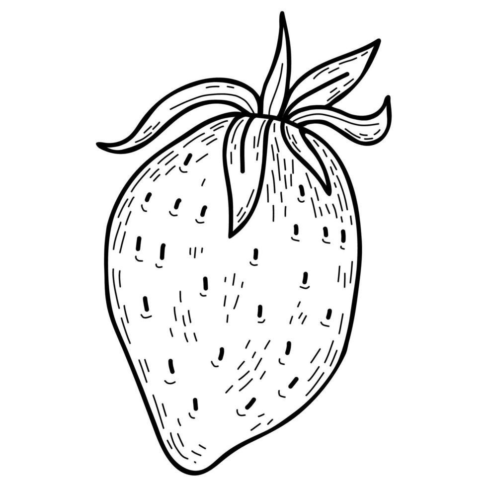 Strawberry. Vector illustration. Linear hand drawing