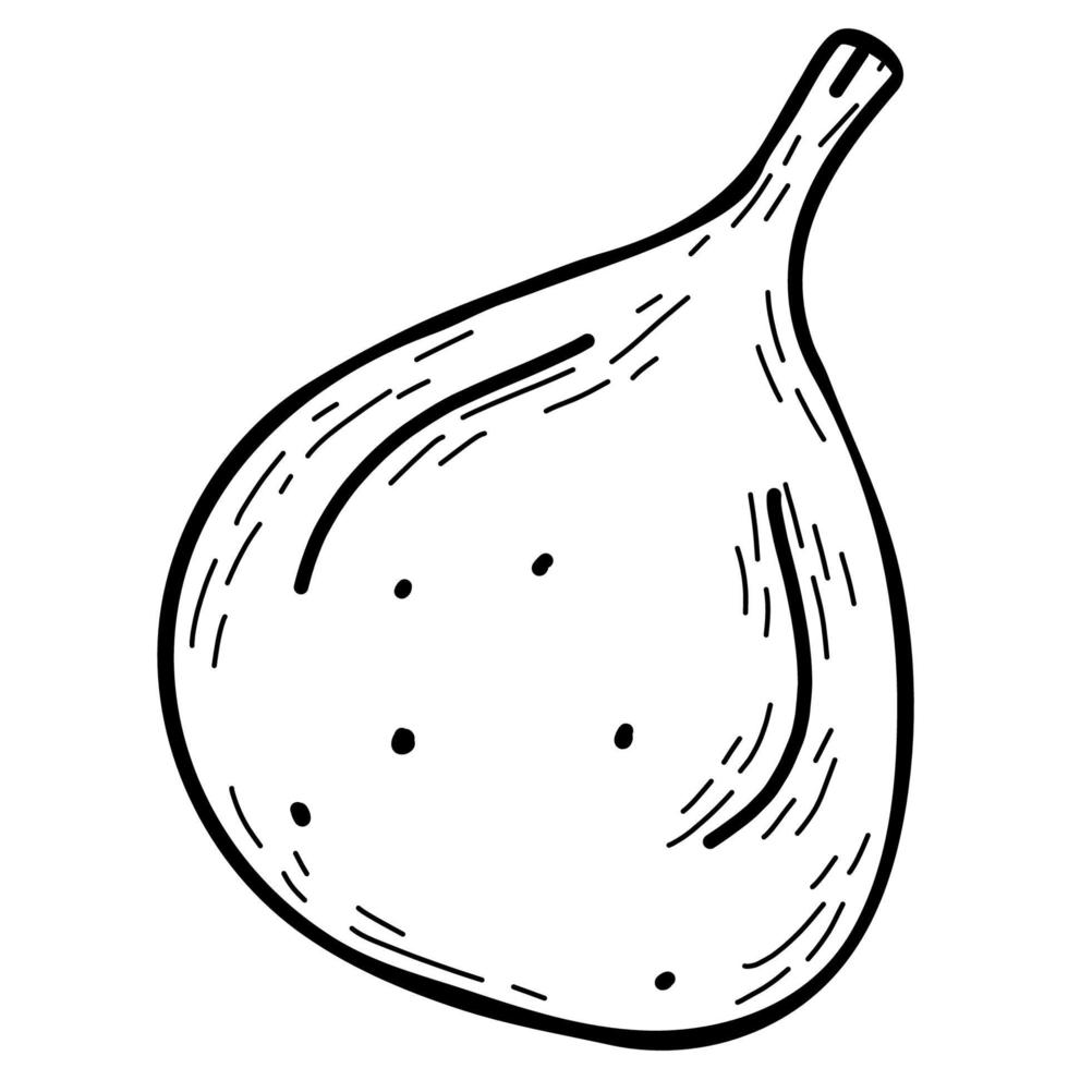 fig tree. Fruit. Vector illustration. Linear hand drawing.