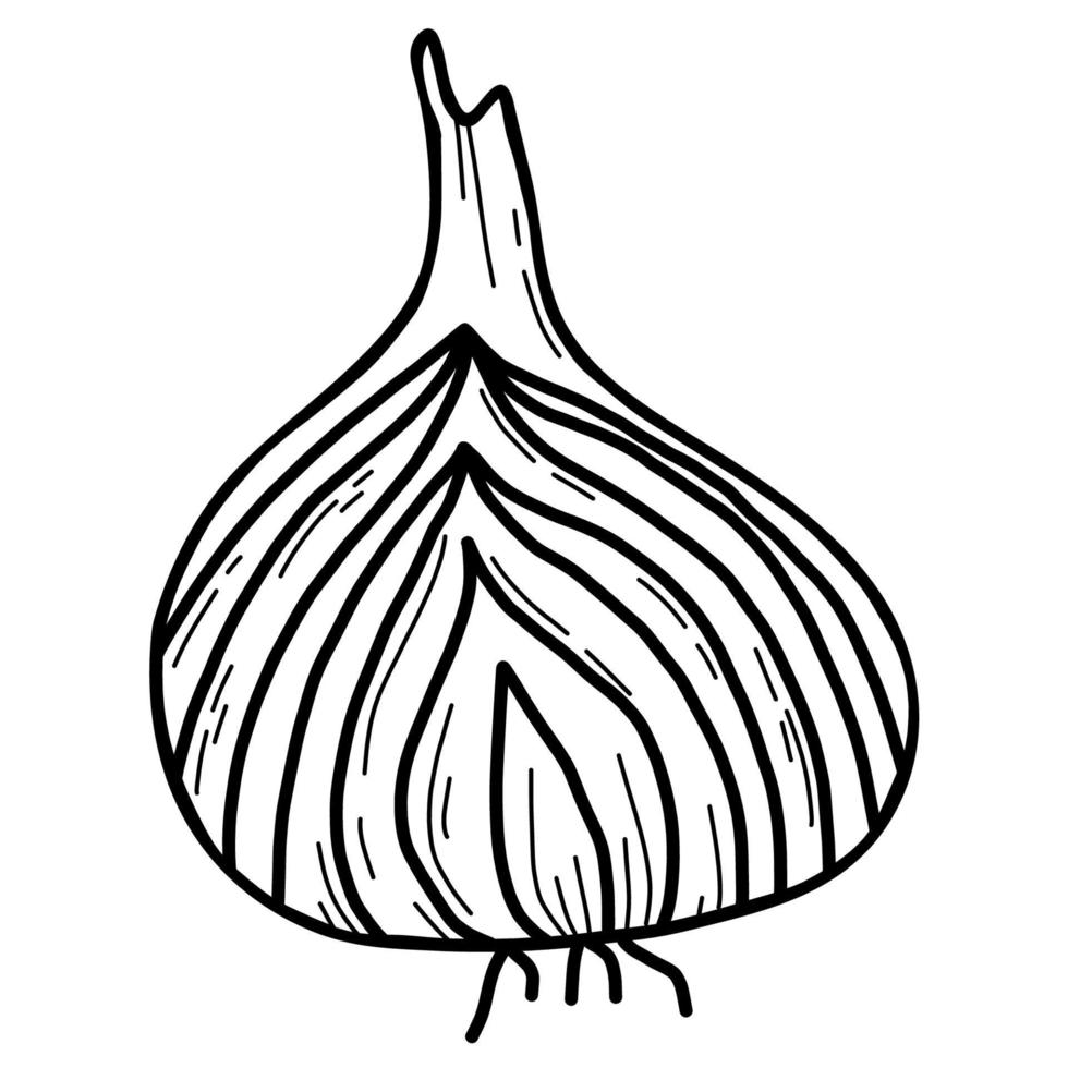 Onion. Vegetable. Vector illustration. Linear hand drawing