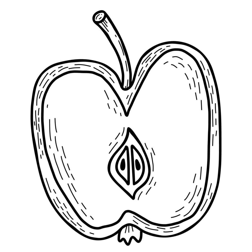 media manzana Fruta. mitad. ilustración vectorial dibujo lineal a mano vector