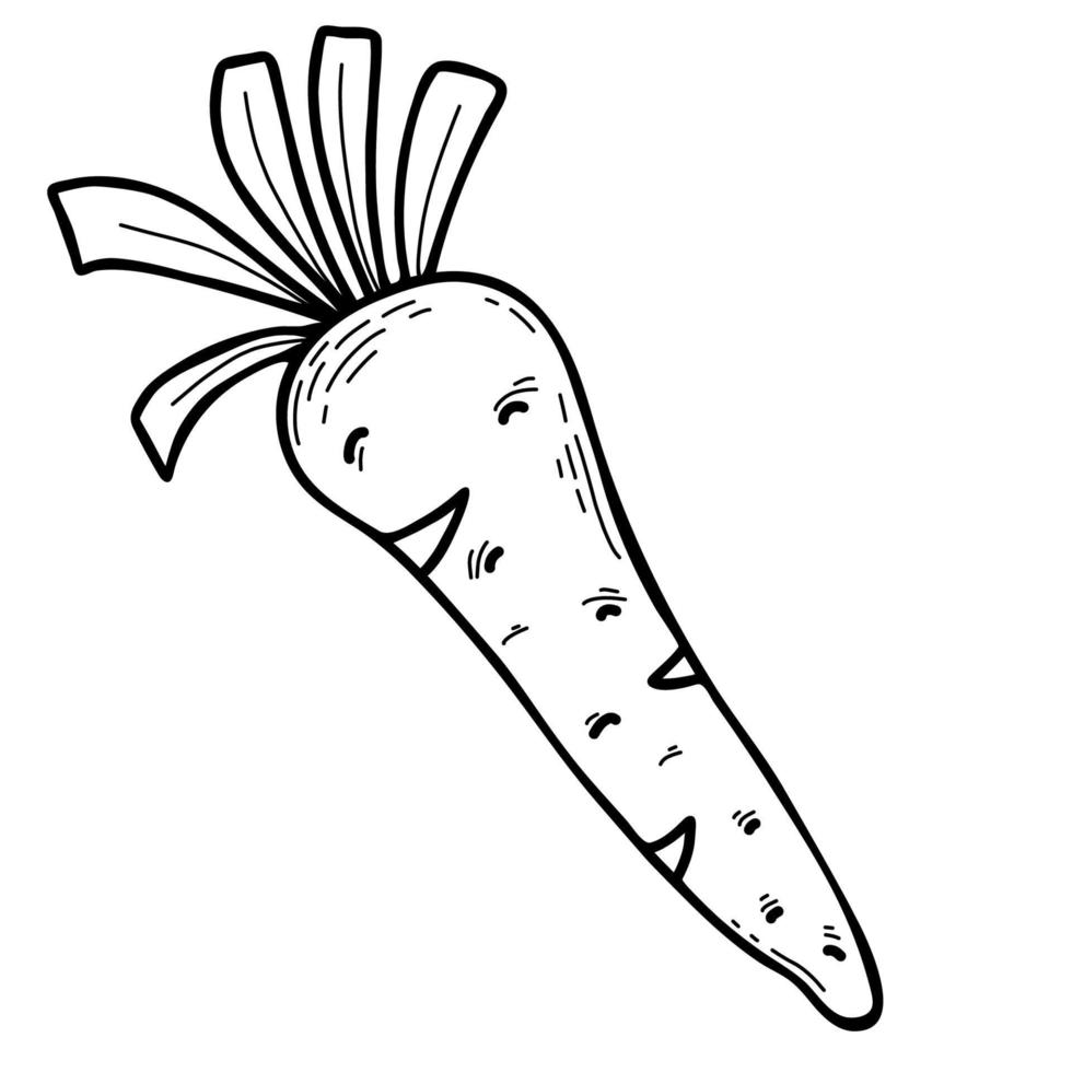 zanahoria. vegetal. ilustración vectorial dibujo lineal a mano vector