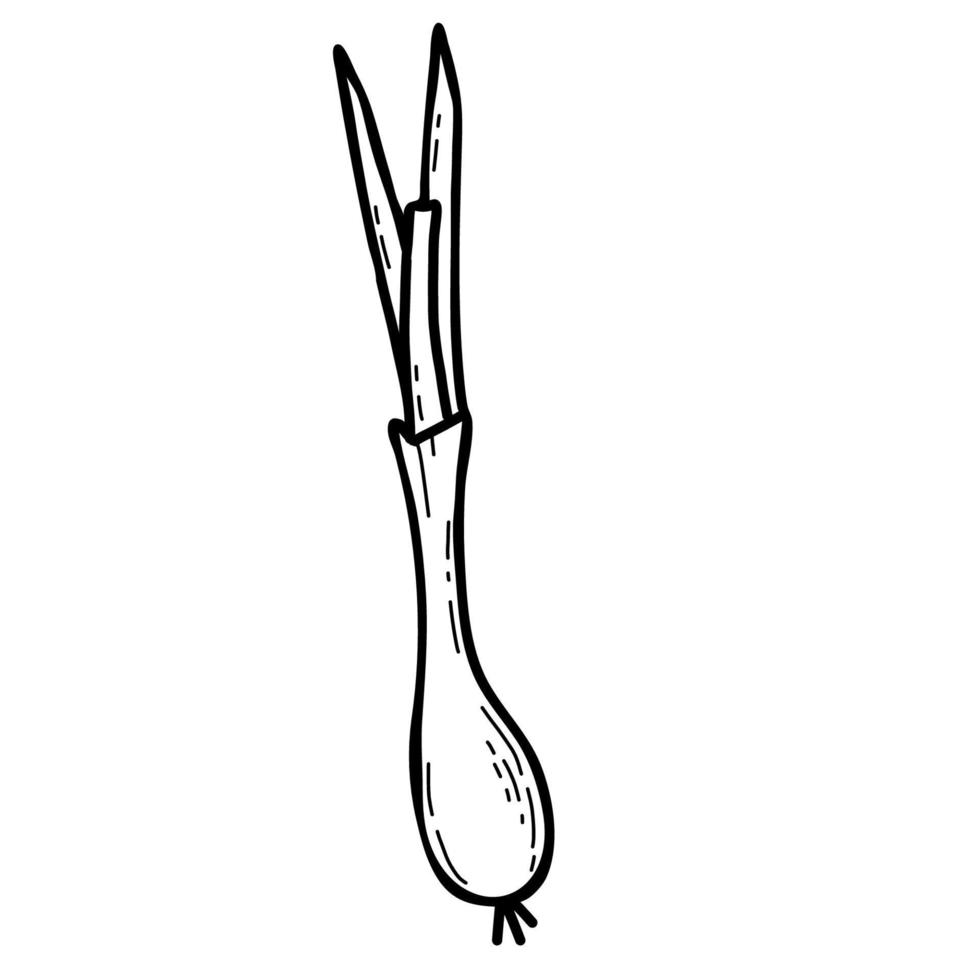 leek. Vector illustration. Linear hand drawing