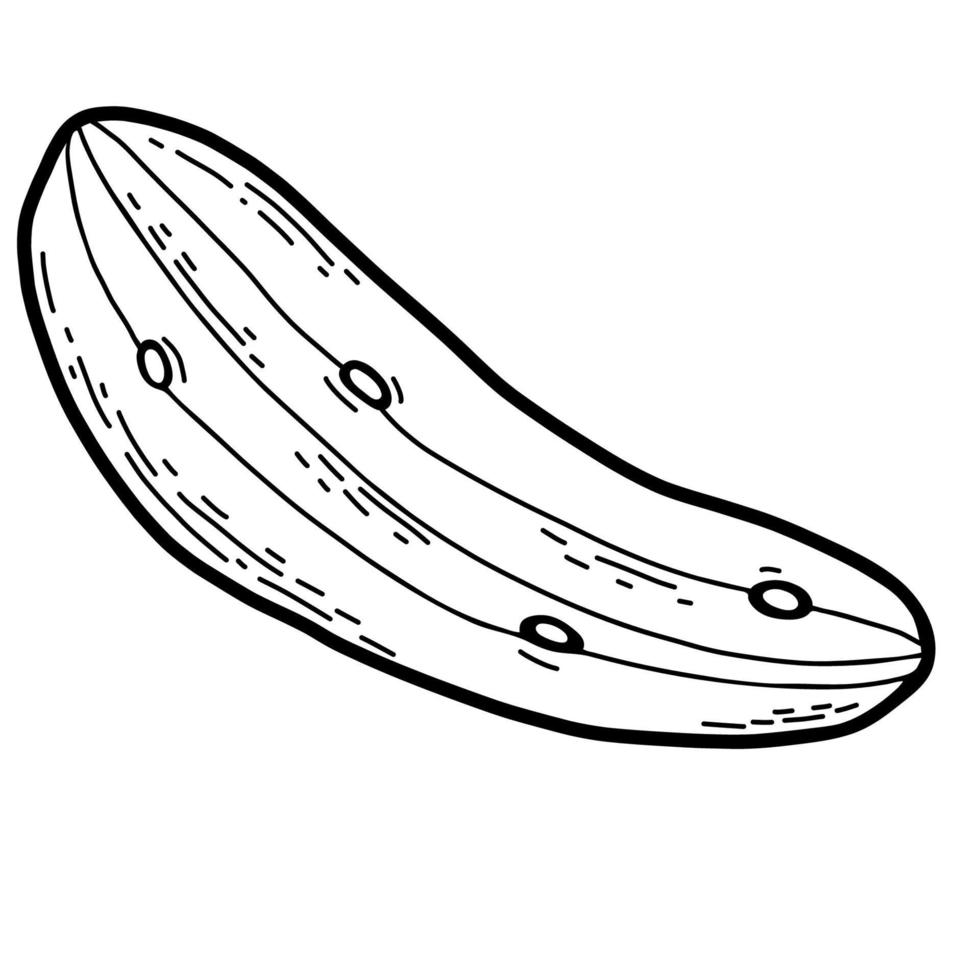 Cucumber. Vegetable. Vector illustration. Linear hand drawing