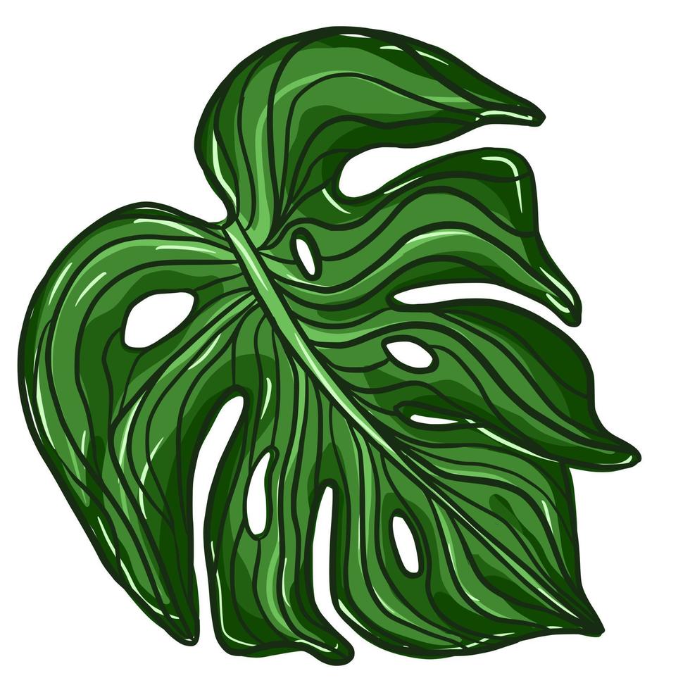 Outline green monstera plant leaves. Tropical palm leaf vector