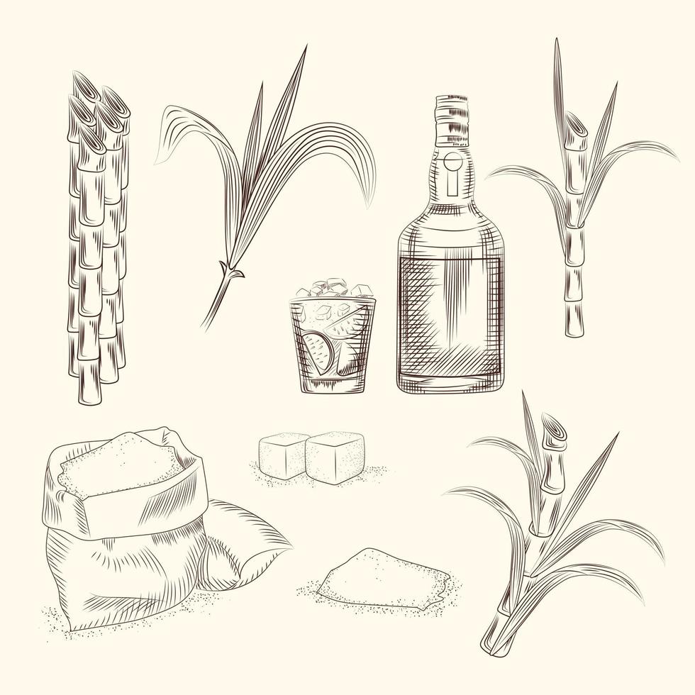 Set of sugar cane. Hand draw cane leaves background. vector
