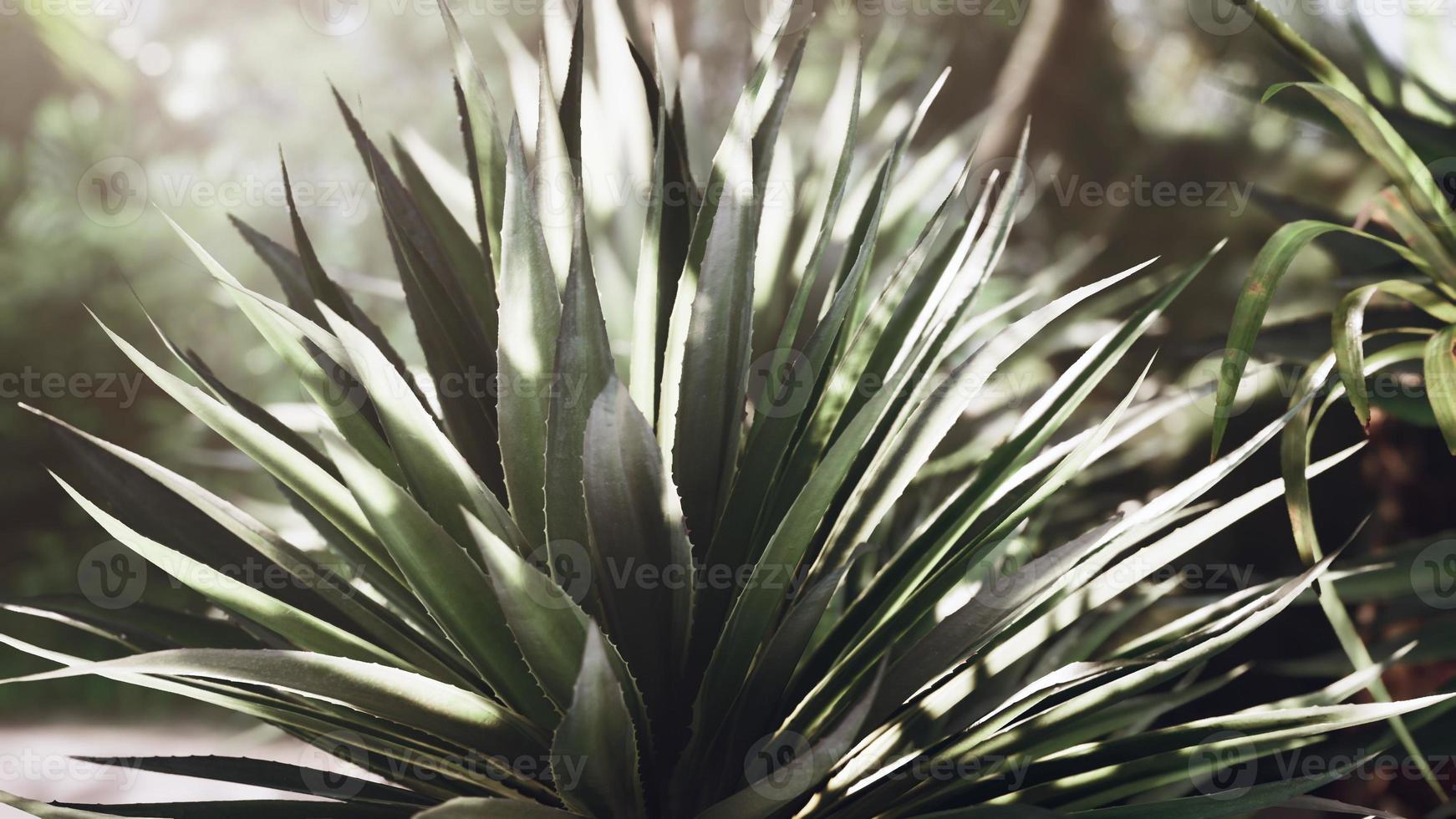 light ray in a Jungle rainforest photo