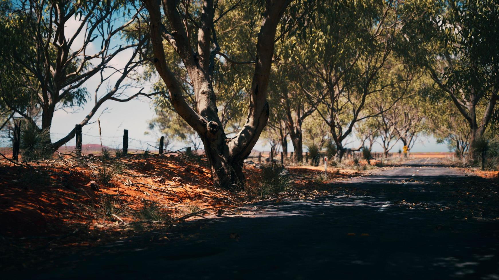 outback road with dry grass and trees photo