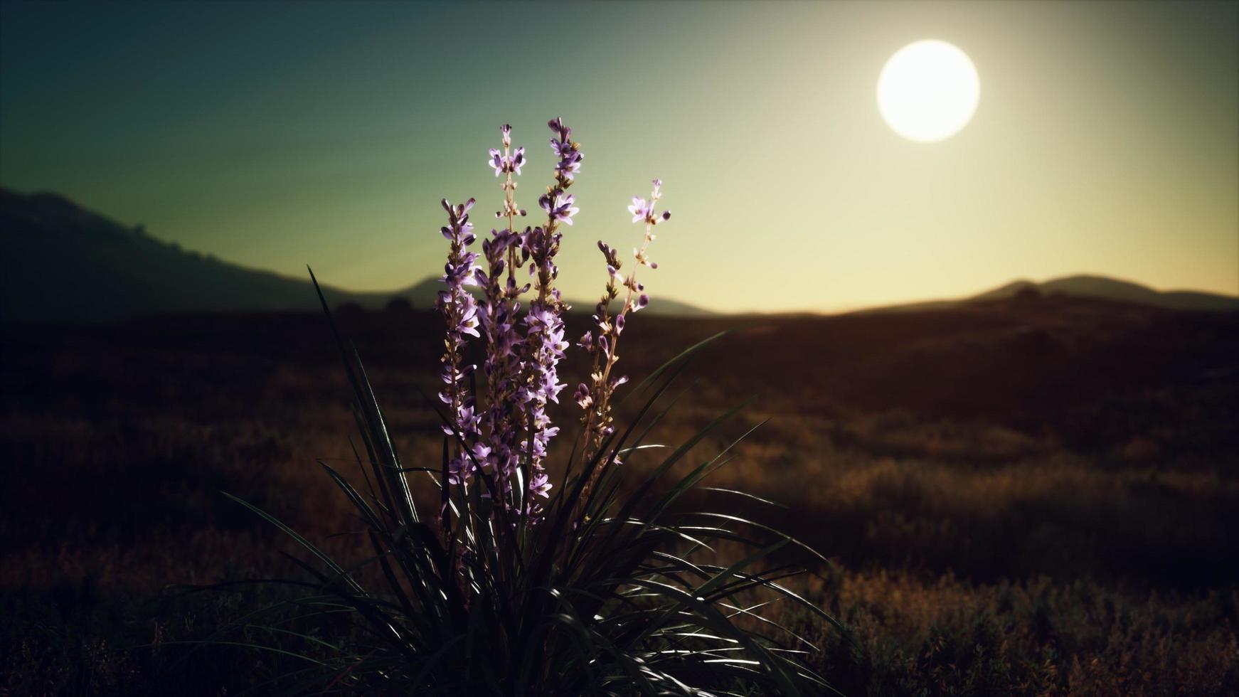 wild flowers on hills at sunset photo