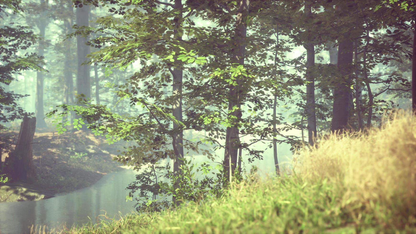 green grass in the forest at sunny summer morning photo