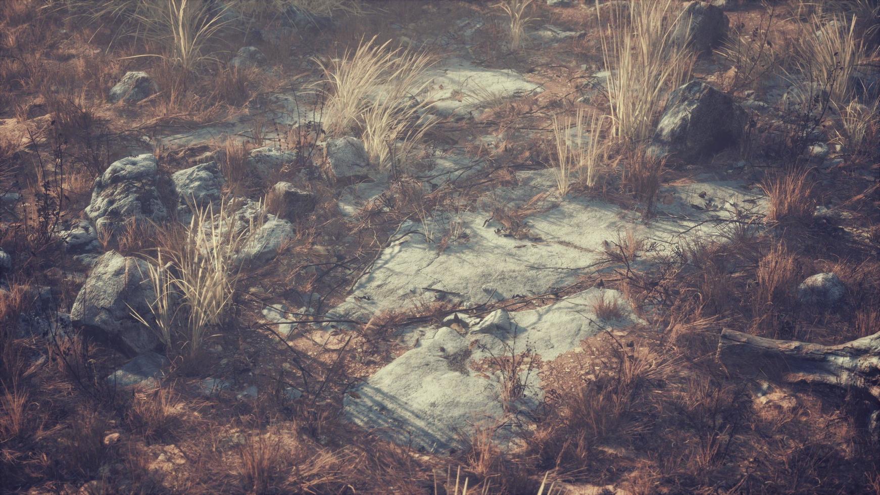 dry grass and rocks landscape photo