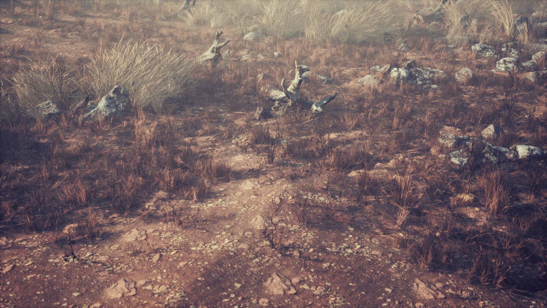 dry grass and rocks landscape photo