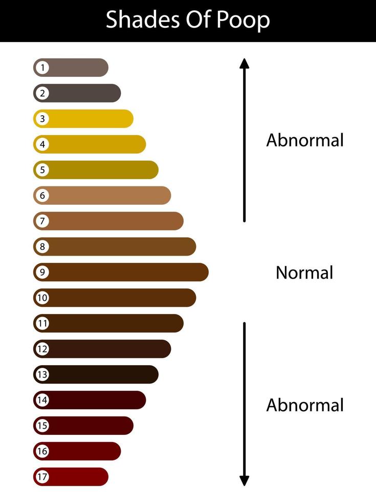 Shades color of poop. Human feces color. Healthy concept. Normal and ...