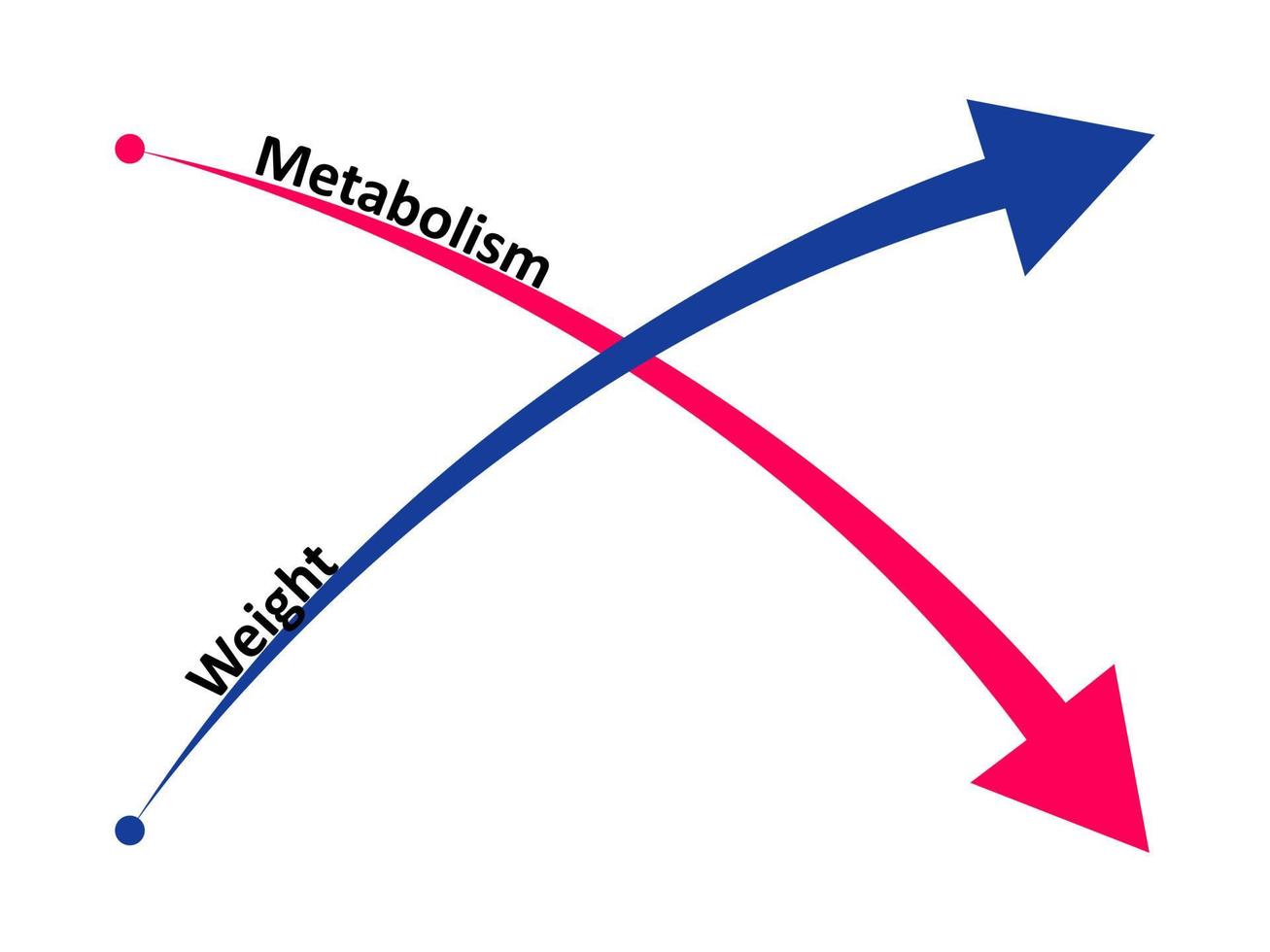 Slow down metabolism and weight gain. The ratio of metabolism to weight gain. Vector