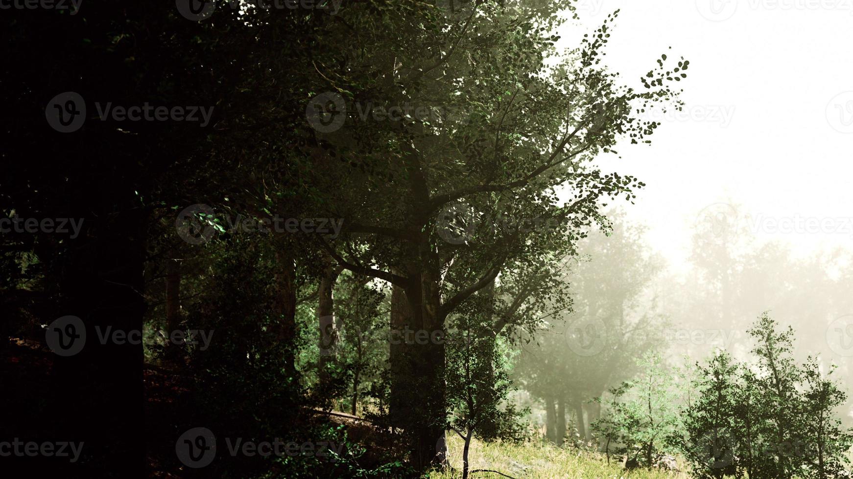 sun is shining through the trees in a young forest timelapse photo