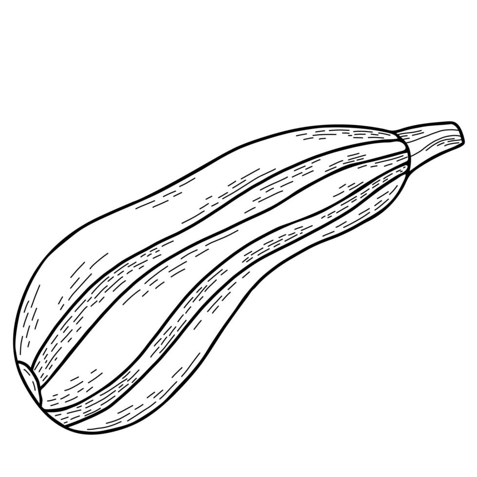 vegetable marrow. Vector illustration. Linear hand drawing