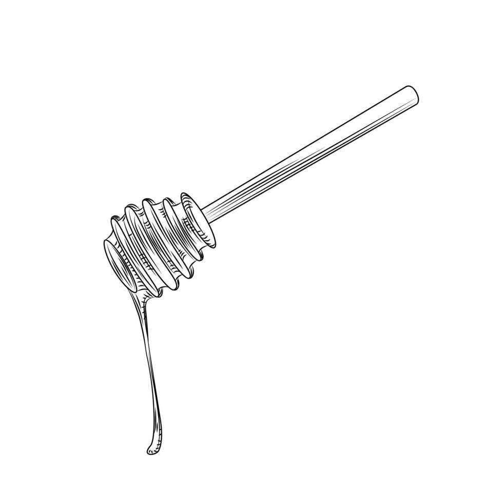Hand drawn wooden honey dipper isolated on white background. vector