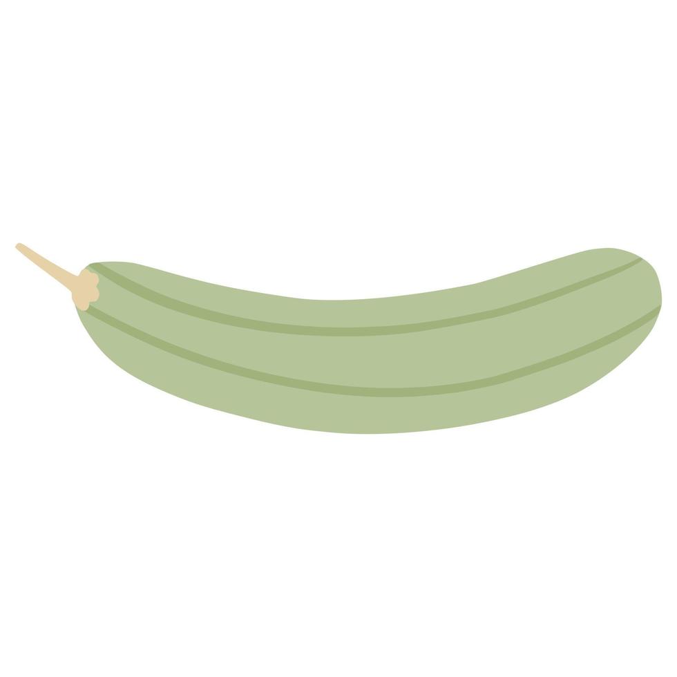 Zucchini in simple style. Marrow vegetable vector
