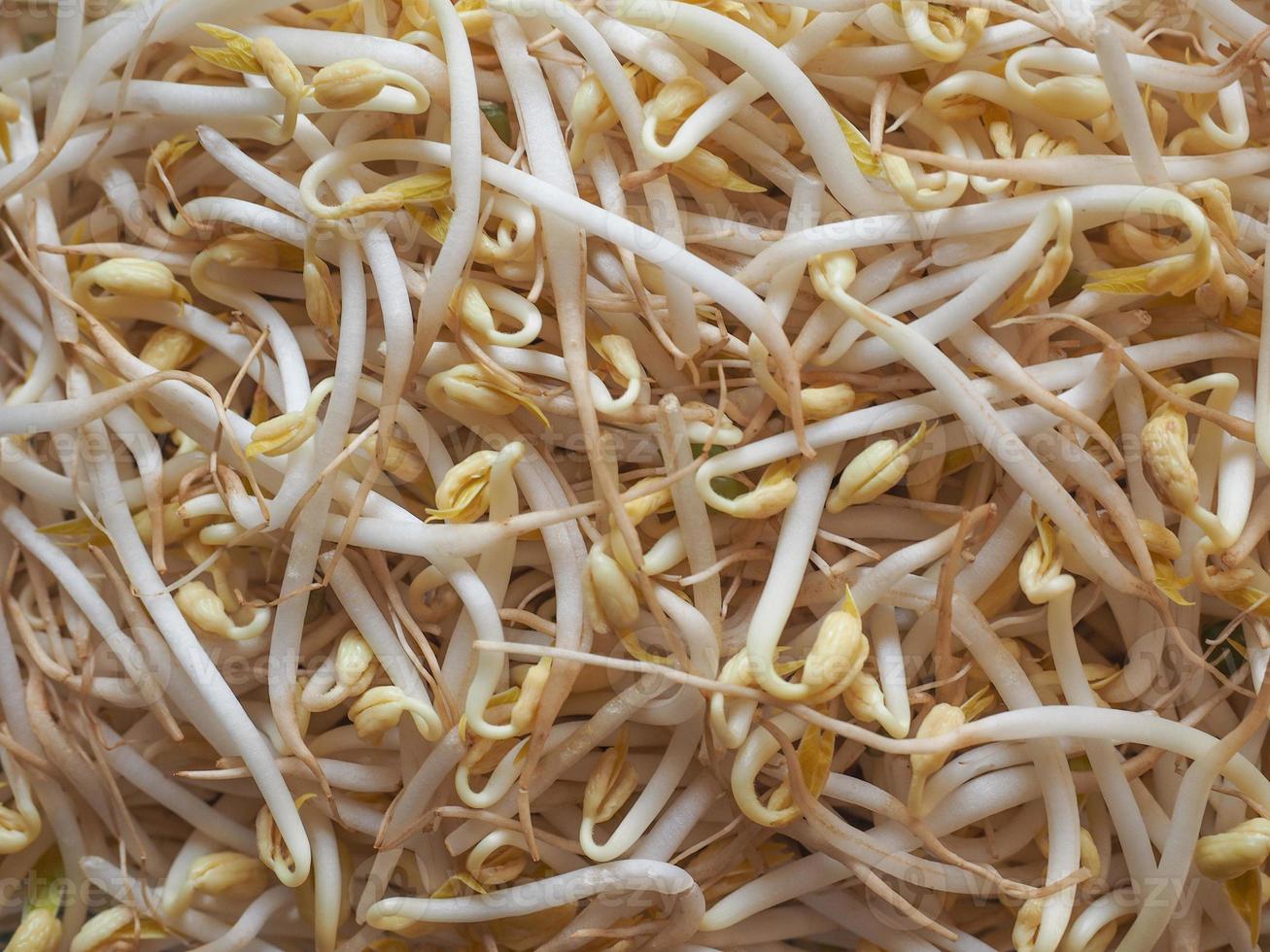 Mung bean sprouts vegetables photo