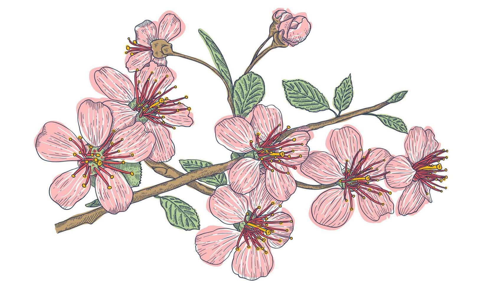 ilustración vectorial vintage flores de los cerezos en flor sobre un fondo aislado. vector