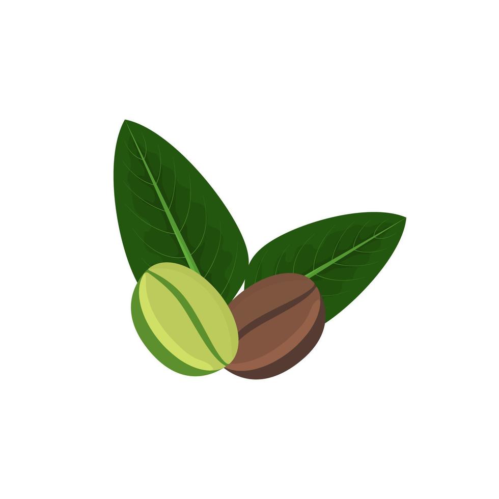 Green and brown coffee grains vector