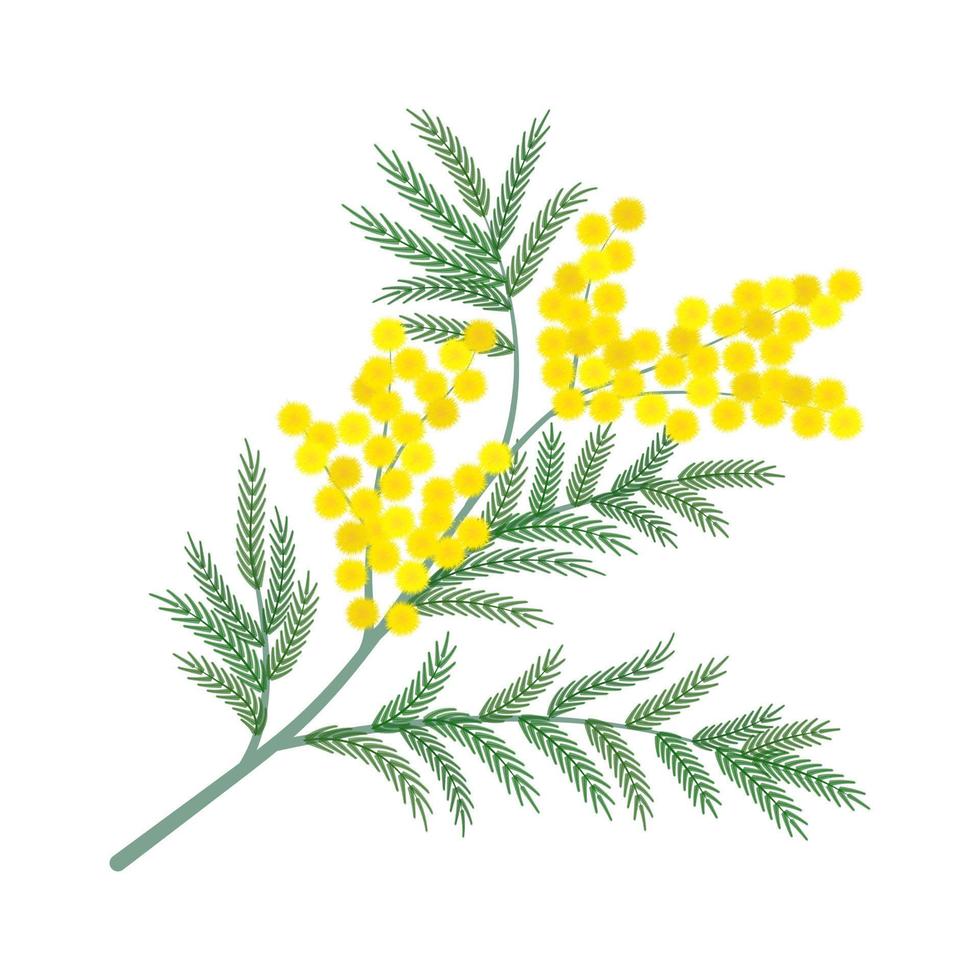 Sprig of mimosa with yellow flowers vector