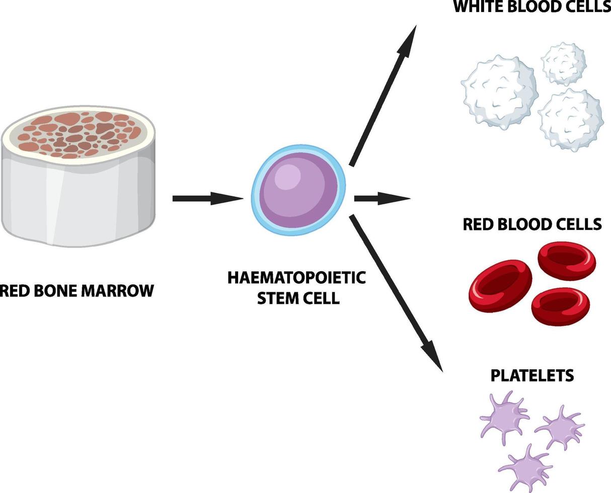 Type of human blood cells on white background vector